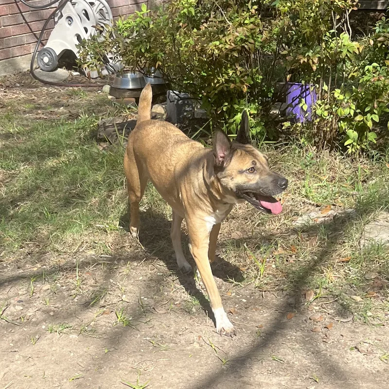 Bunny Goat thumbnail 3