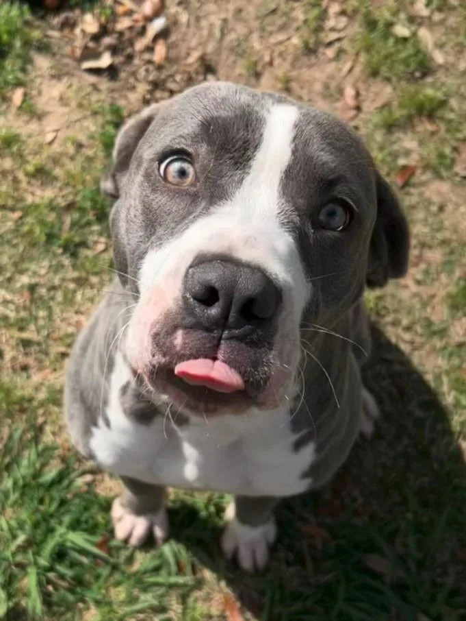 A young large-sized female Pit Bull Terrier dog named Belle for adoption in Texas City, TX