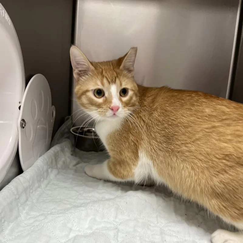 A young medium-sized male Orange / Red Domestic Short Hair cat named Berryc for adoption in East Saint Louis, IL