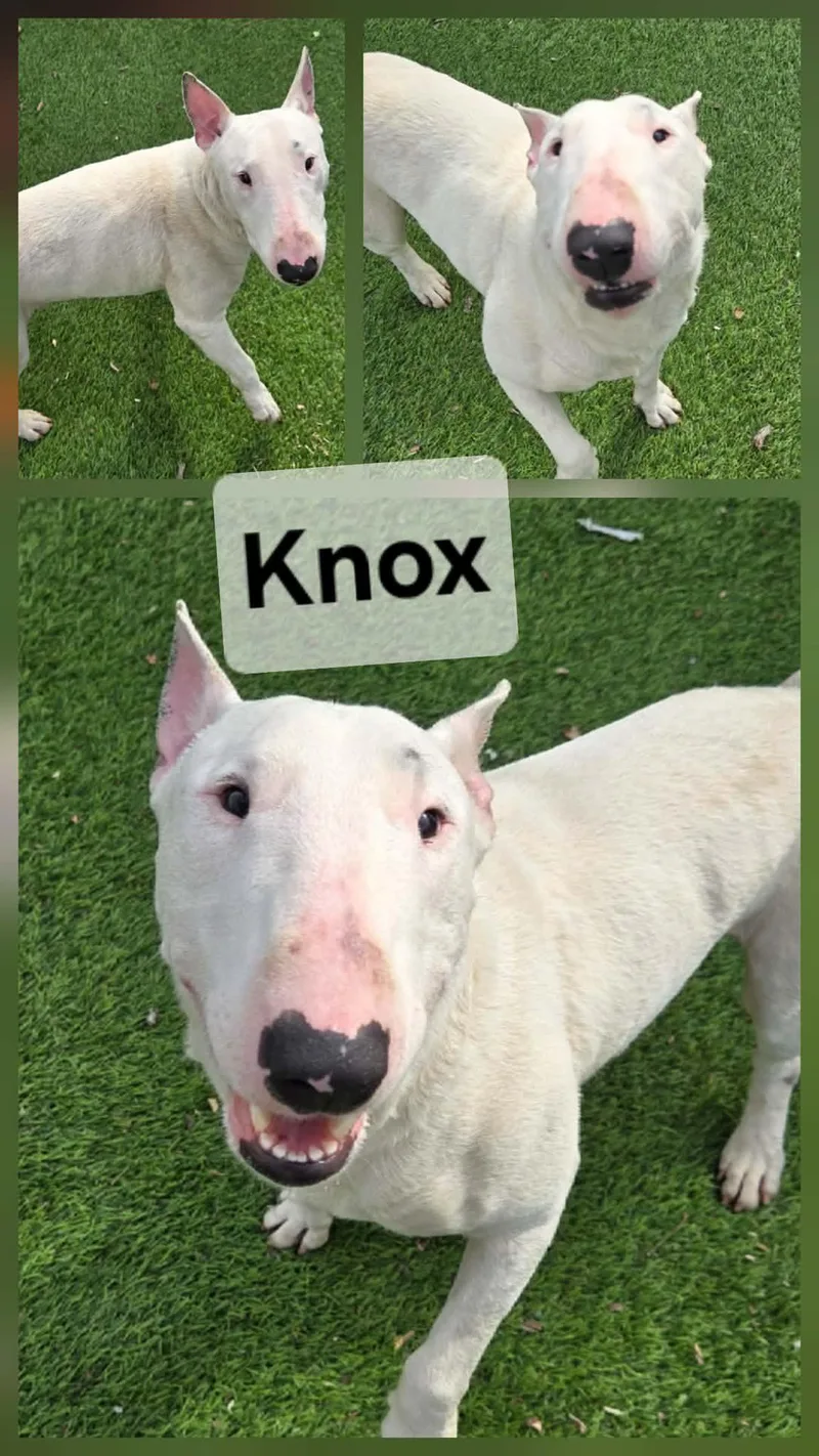 Knox