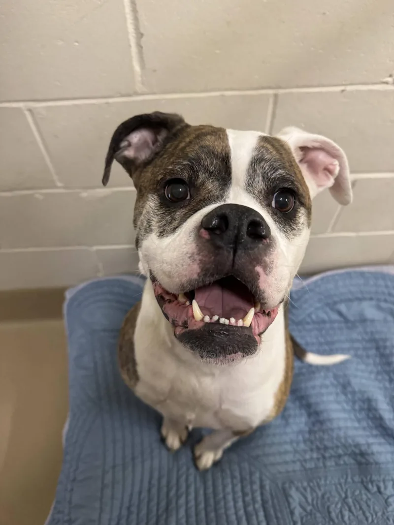 Gertrude thumbnail 2