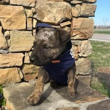 Spark Plug thumbnail 2