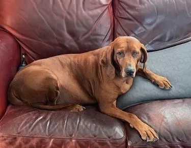 Penny Ruby Rose  thumbnail 2