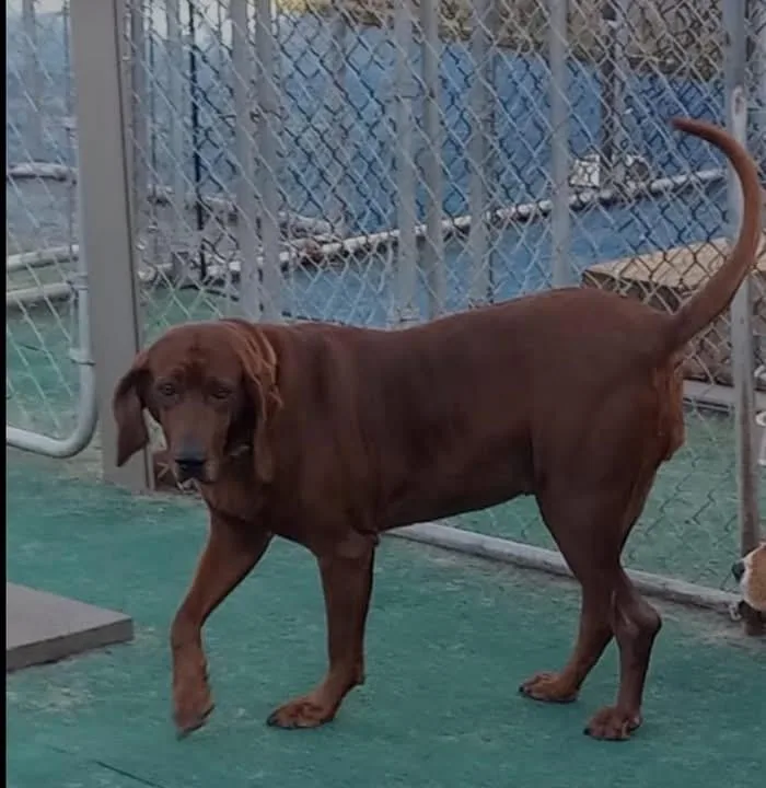 Penny Ruby Rose  thumbnail 3