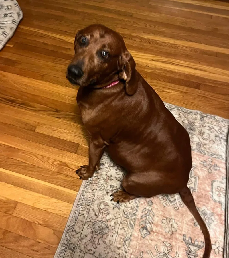 Penny Ruby Rose  thumbnail 5