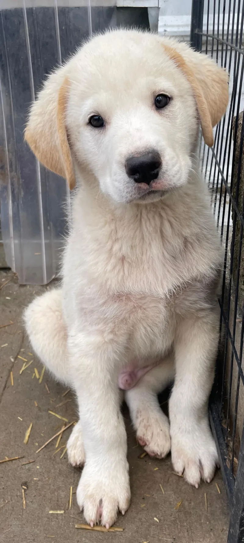 Enzo Excellent thumbnail 2