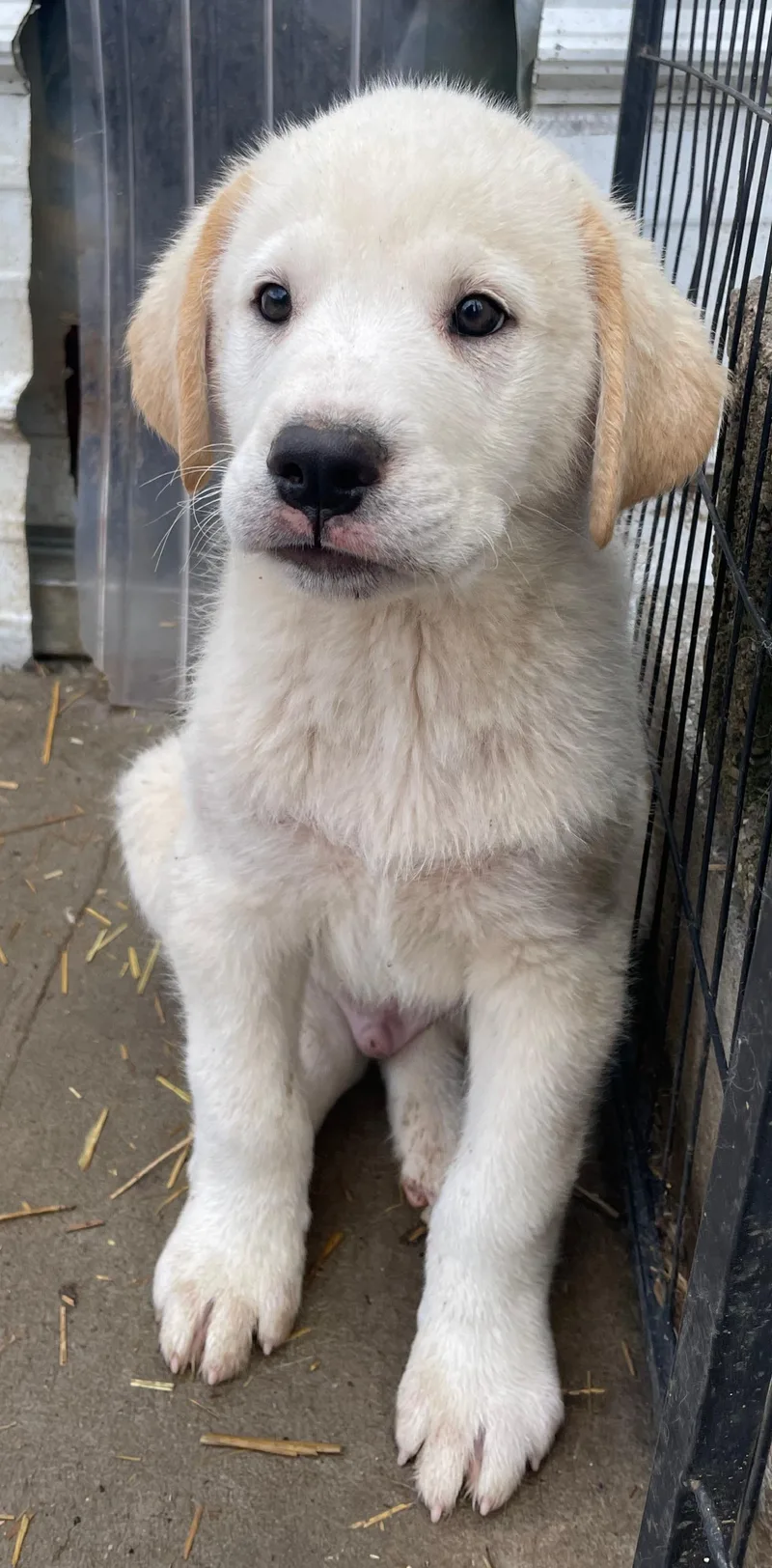 Enzo Excellent thumbnail 3