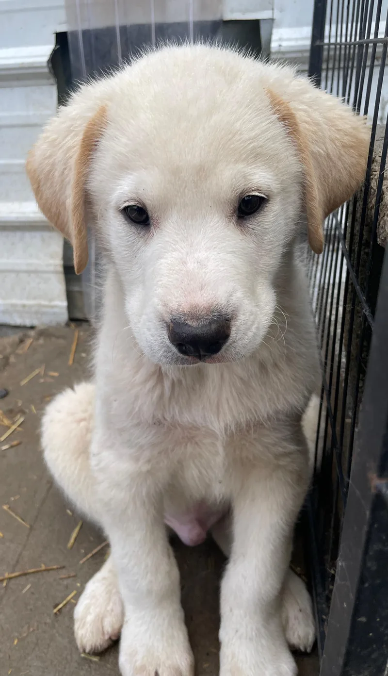 Enzo Excellent thumbnail 4