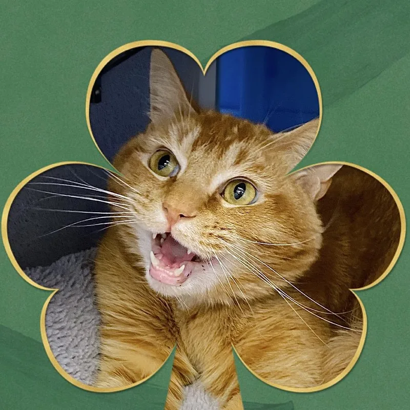 Marshmellow "max" thumbnail 2