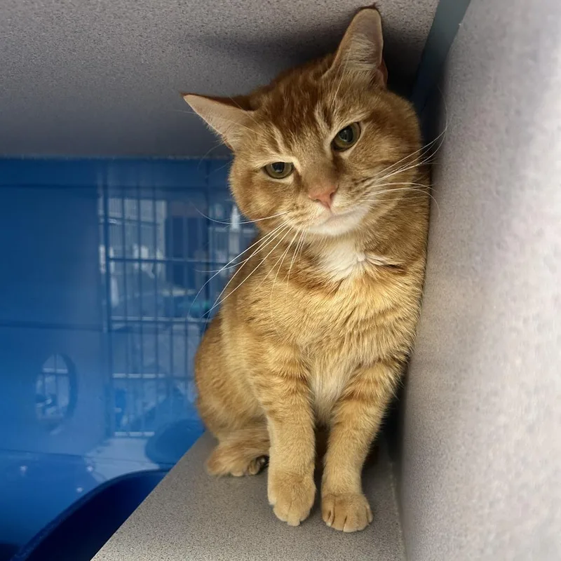 Marshmellow "max" thumbnail 4