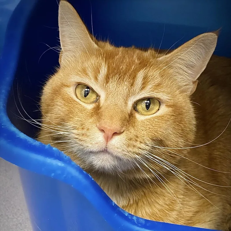 Marshmellow "max" thumbnail 6