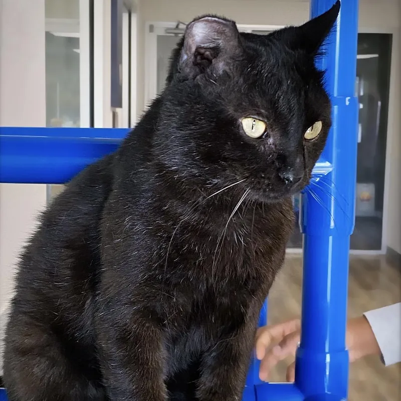 Mr. Handsome thumbnail 2