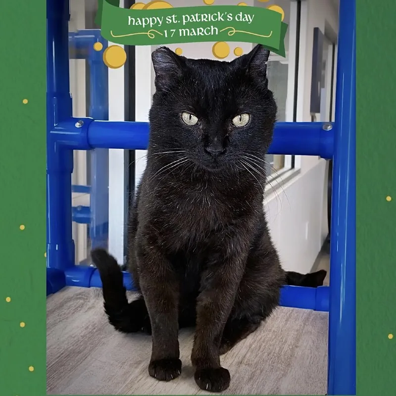 Mr. Handsome thumbnail 3