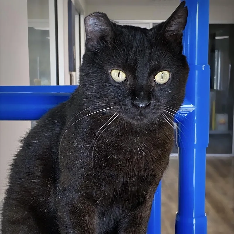 Mr. Handsome thumbnail 4