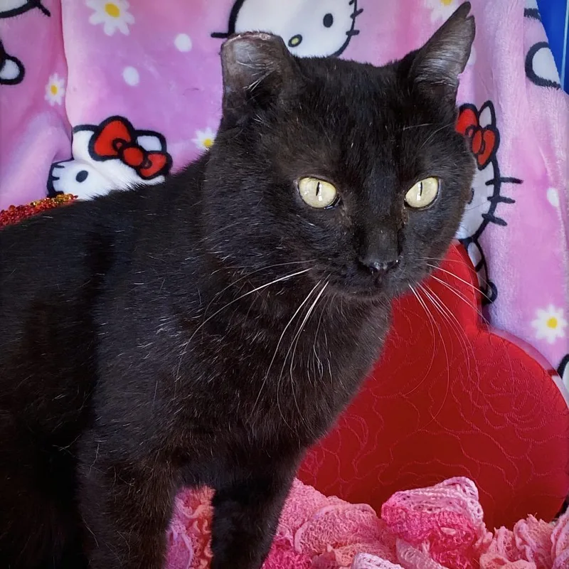 Mr. Handsome thumbnail 5