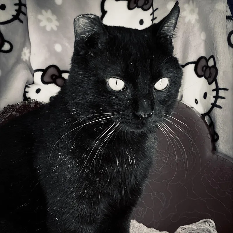 Mr. Handsome thumbnail 6