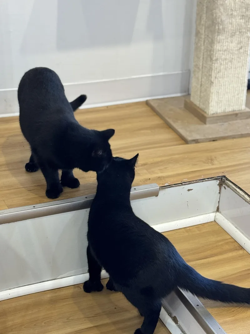 Brendan And Patrick thumbnail 2