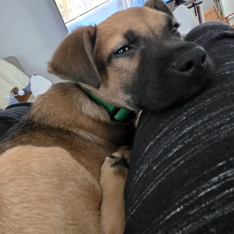 Buccaneer thumbnail 2