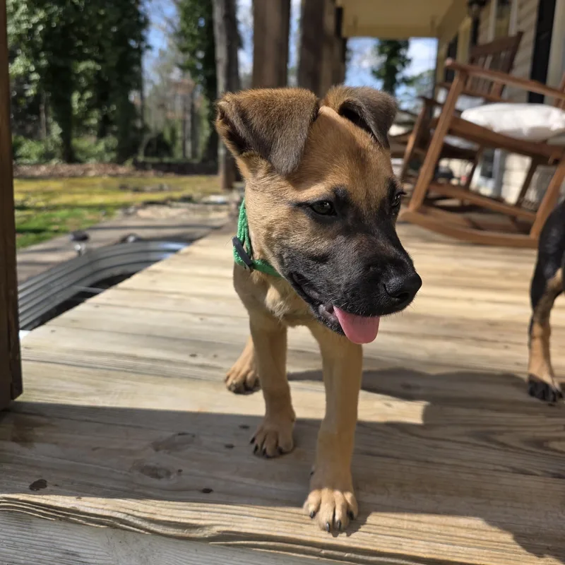 Buccaneer thumbnail 3