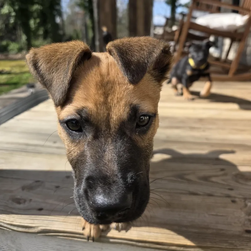 Buccaneer thumbnail 5