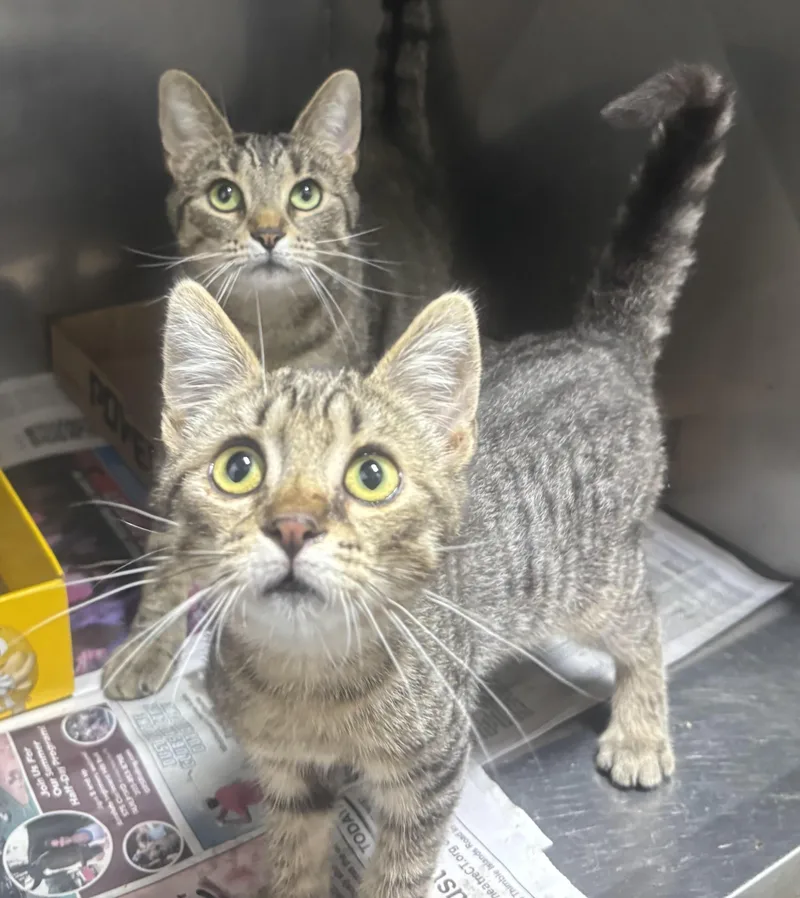 Ciara And Connor thumbnail 4