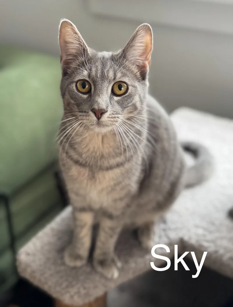 Sky