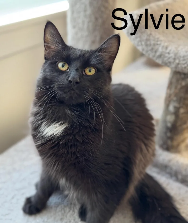 Sylvie