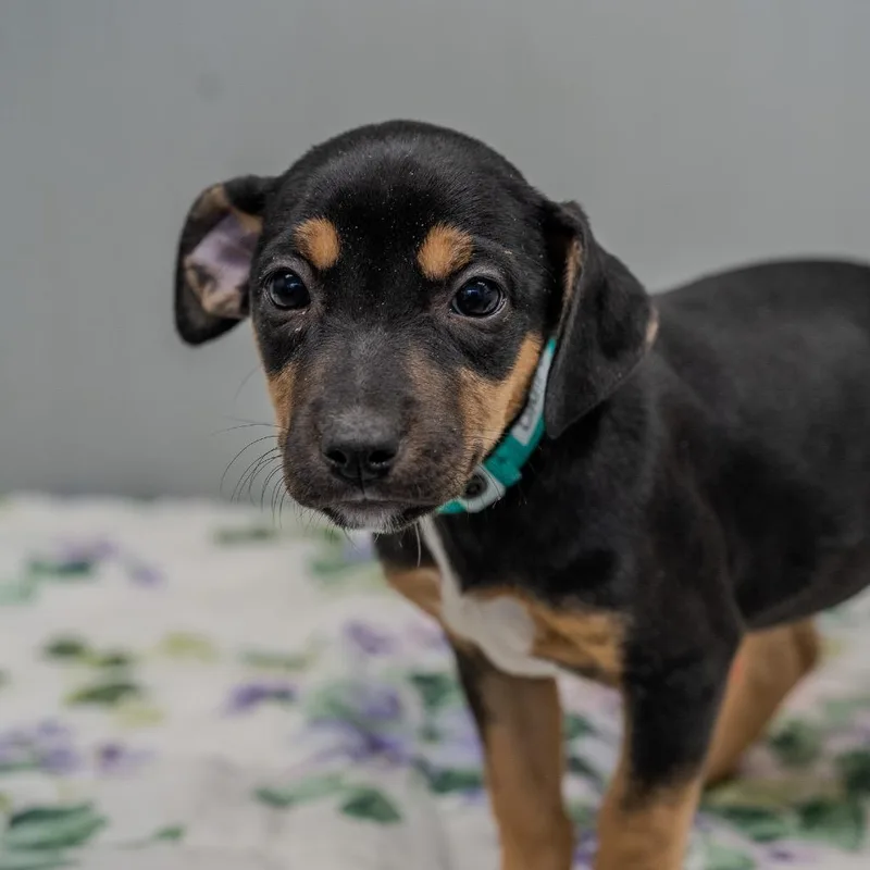 Daffodil thumbnail 2