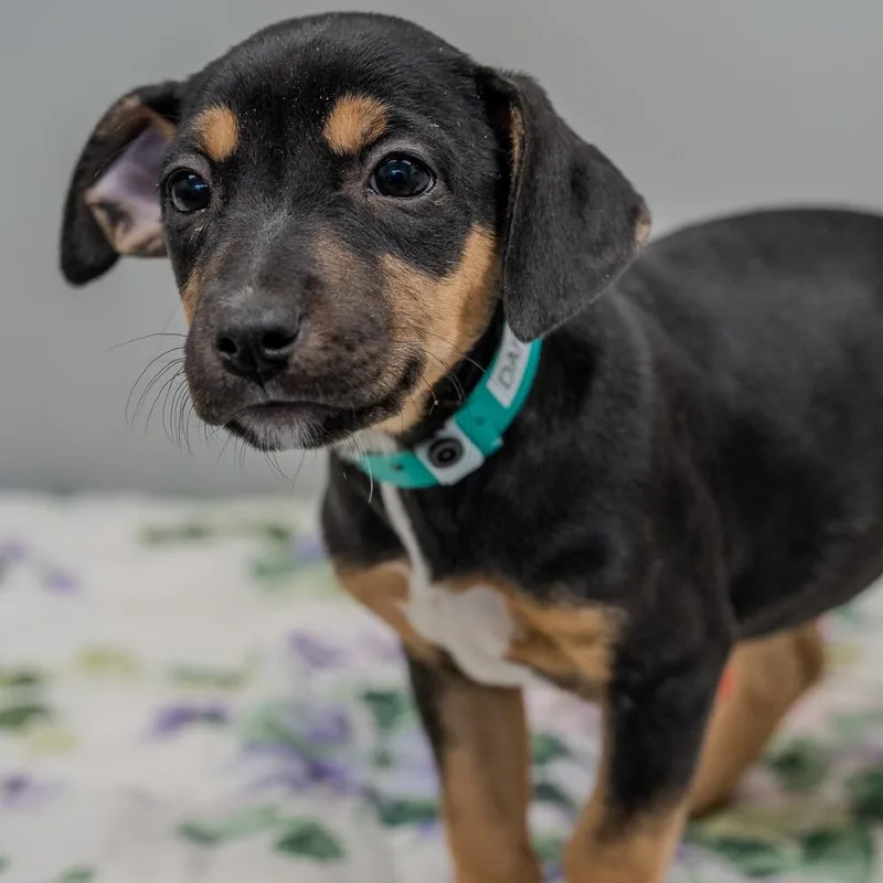 Daffodil thumbnail 3