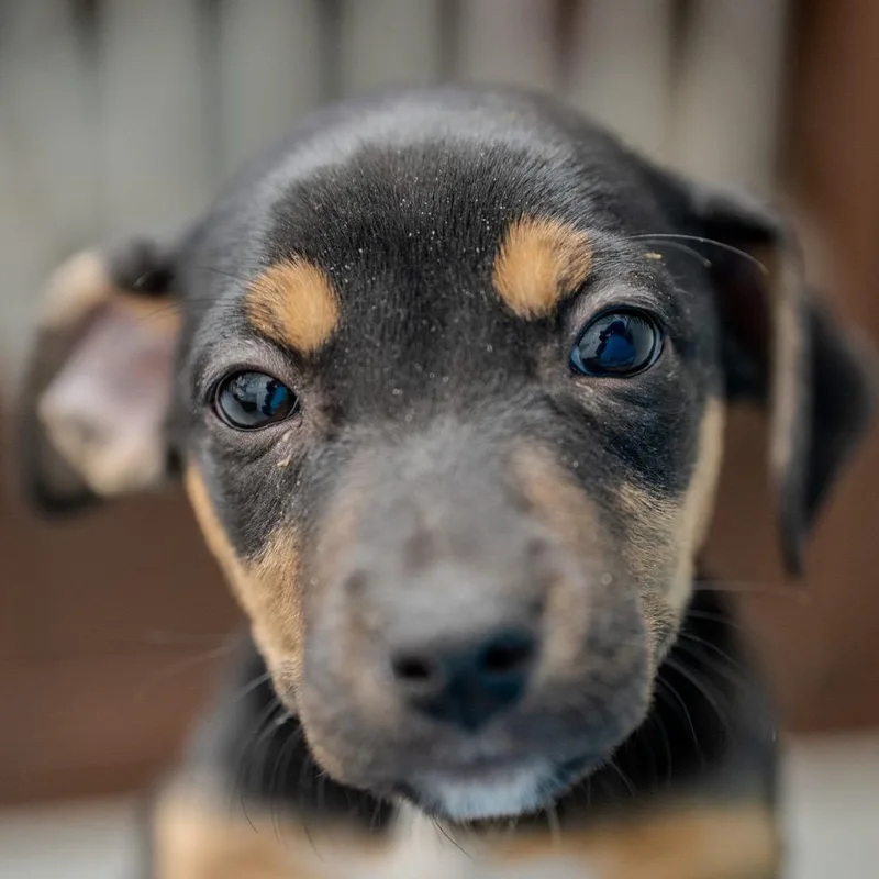 Daffodil thumbnail 5