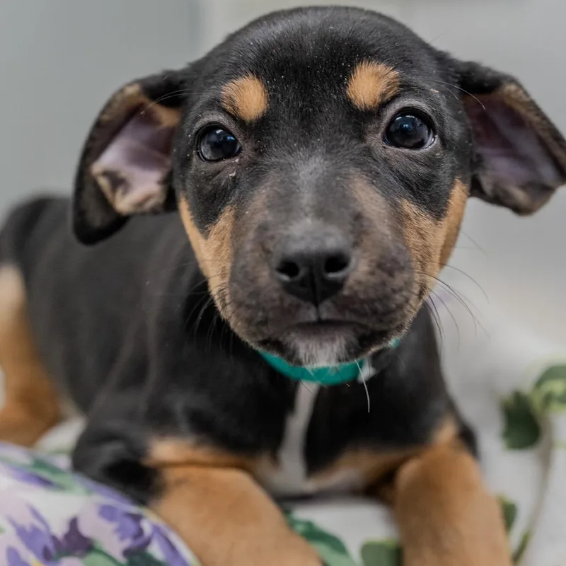 Daffodil thumbnail 6