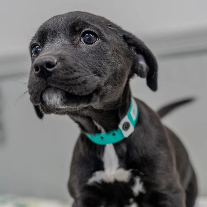 Buttercup thumbnail 2