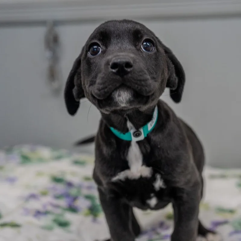 Buttercup thumbnail 3