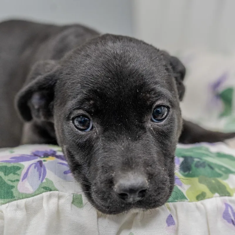 Buttercup thumbnail 4