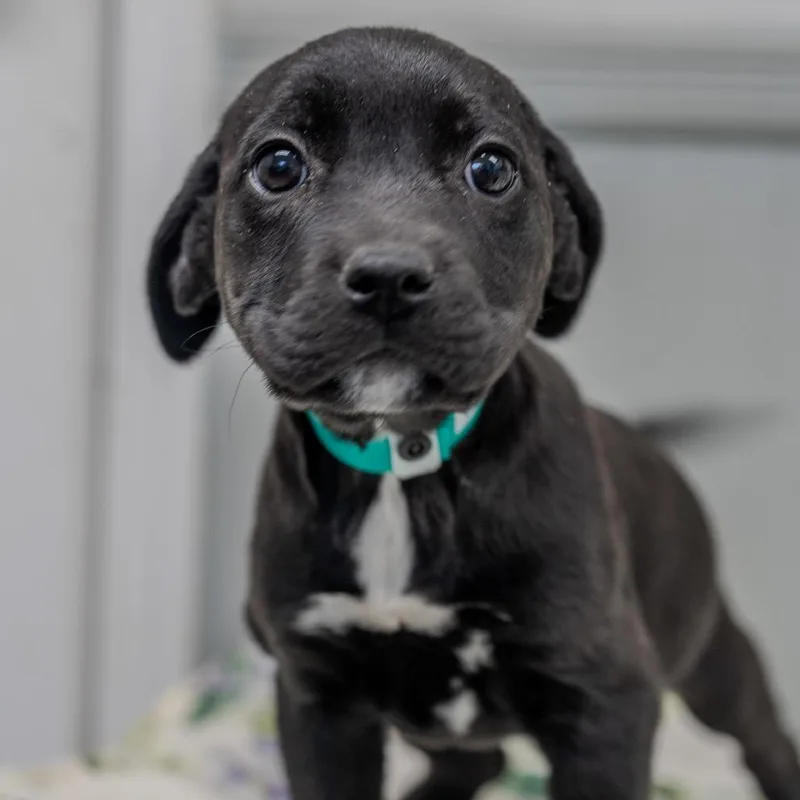 Buttercup thumbnail 5