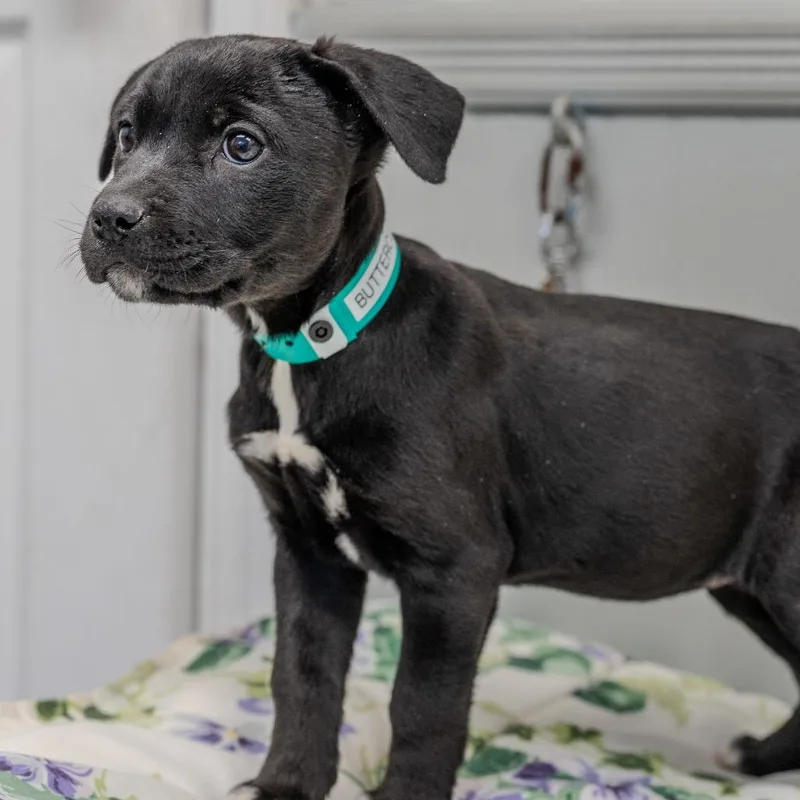 Buttercup thumbnail 6