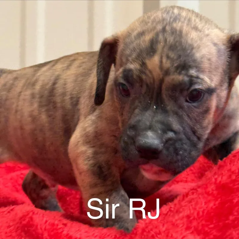 Sir Rj thumbnail 2