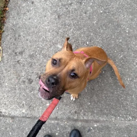 Sweet Potato photo 1