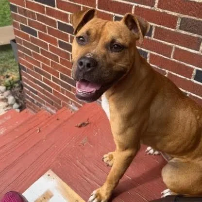 Sweet Potato thumbnail 2