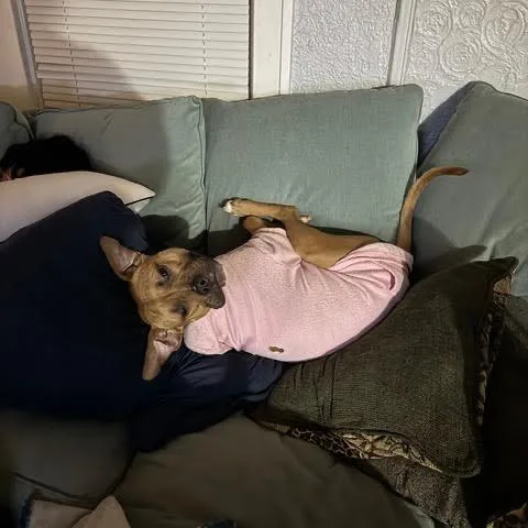 Sweet Potato thumbnail 3