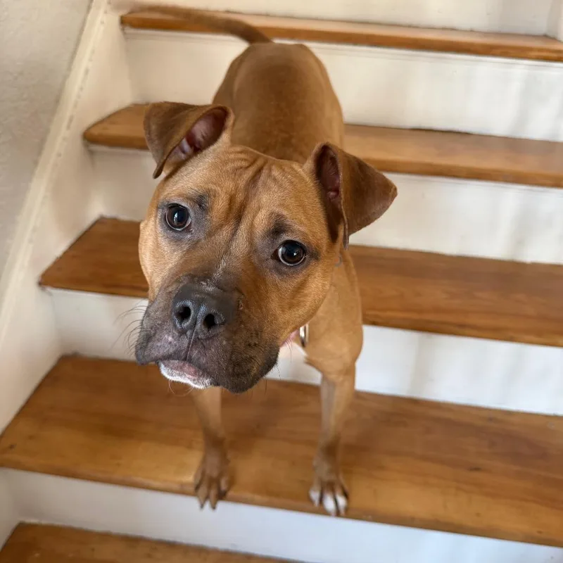 Sweet Potato thumbnail 4