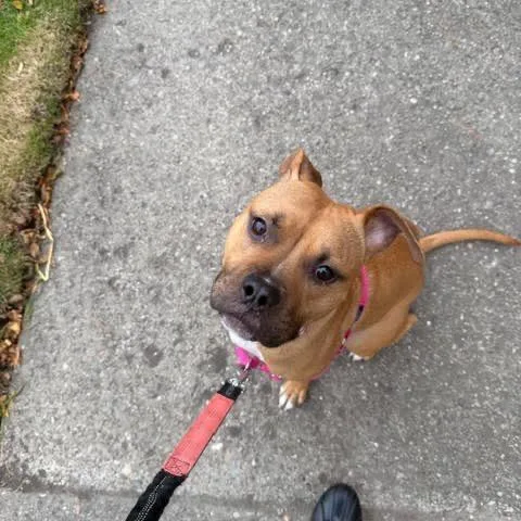 Sweet Potato thumbnail 5