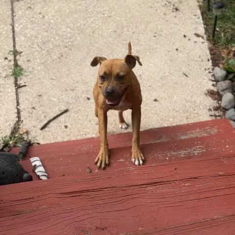 Sweet Potato thumbnail 6