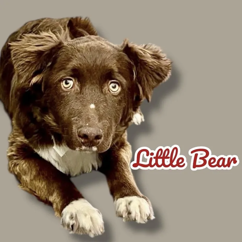 Little Bear
