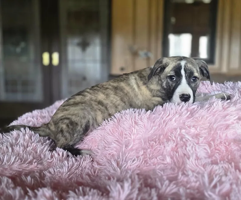 Victoria thumbnail 2