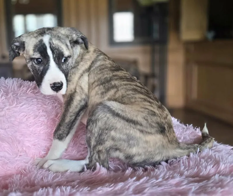 Victoria thumbnail 3