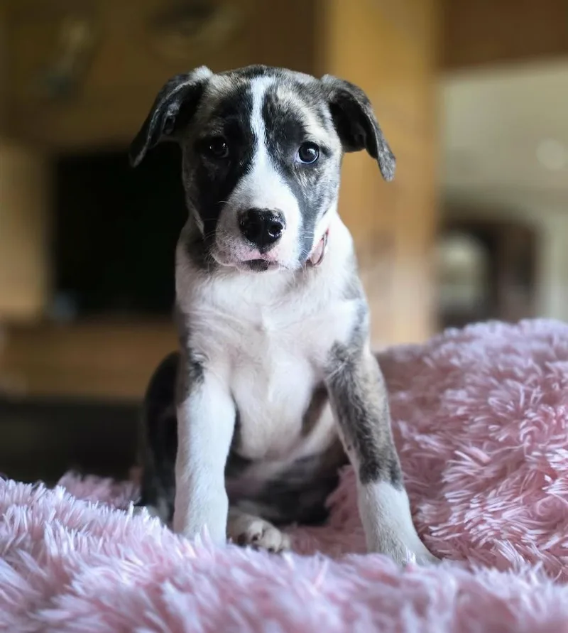 Victoria thumbnail 4