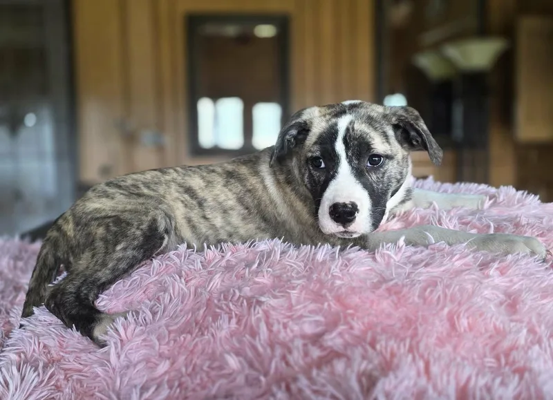 Victoria thumbnail 5