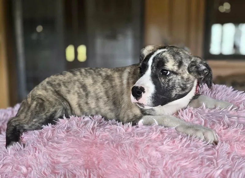 Victoria thumbnail 6