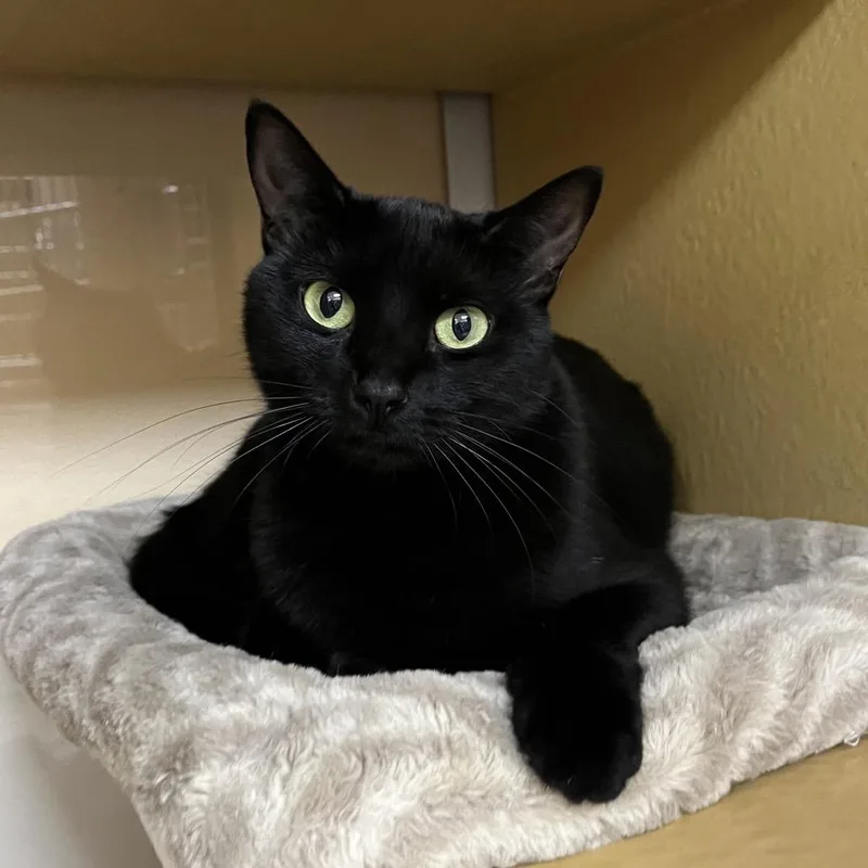 Snowball thumbnail 2